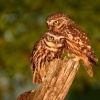 Sycek obecny - Athene noctua - Little Owl 3972